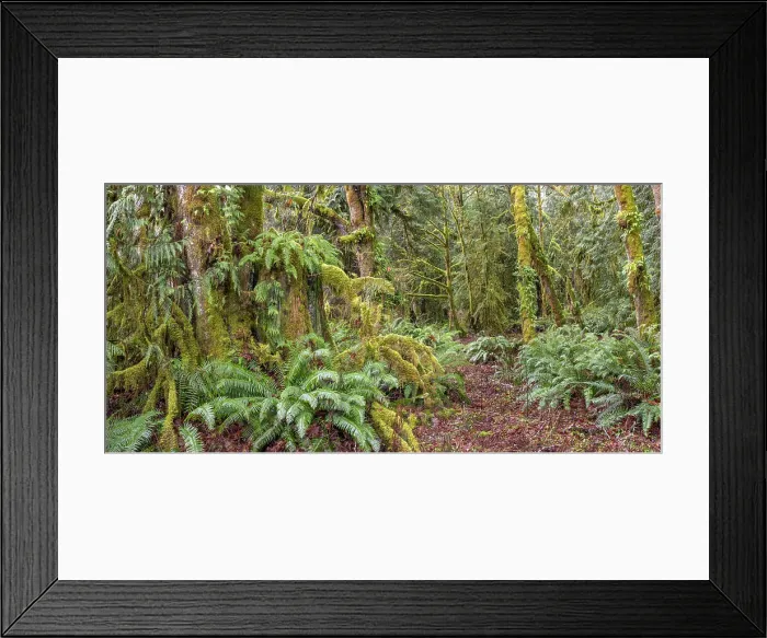 Framed Print : USA, Washington State, Seabeck, Guillemot Cove Nature Preserve. Panoramic of old growth cedar stump. Date: 09-01-2021 Framed Print : USA, Washington State, Seabeck, Guillemot Cove Nature Preserve. Panoramic of old growth cedar stump. Date: 09-01-2021