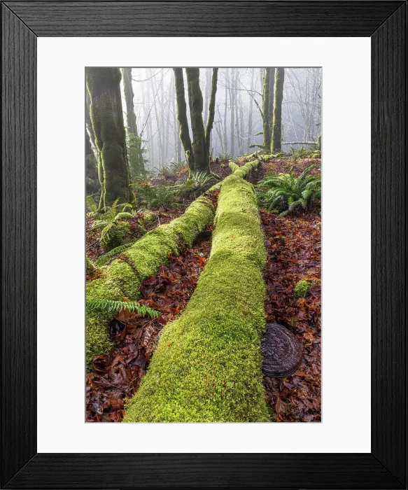 Framed Print : USA, Washington State, Seabeck, Guillemot Cove Nature Preserve. Fallen moss-covered maple tree. Date: 09-01-2021