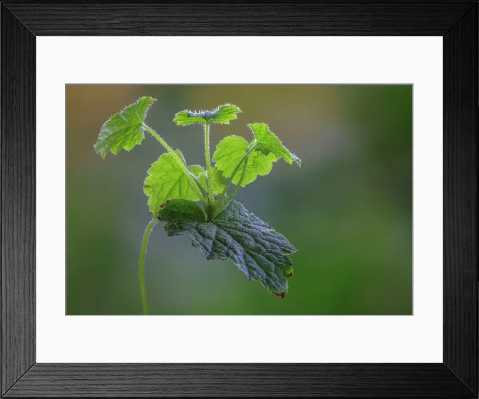 Framed Print : USA, Washington State, Seabeck. Piggyback plant evergreen leaves close-up. Date: 12-01-2021 Framed Print : USA, Washington State, Seabeck. Piggyback plant evergreen leaves close-up. Date: 12-01-2021