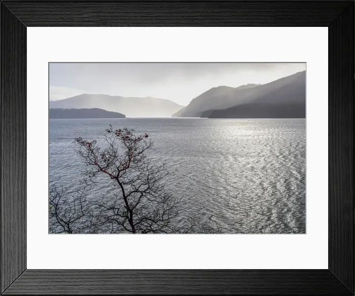 Framed Print : USA, Washington State, Olympic National Forest. Madrone tree silhouetted against Lake Cushman in winter. Date: 13-01-2021 Framed Print : USA, Washington State, Olympic National Forest. Madrone tree silhouetted against Lake Cushman in winter. Date: 13-01-2021