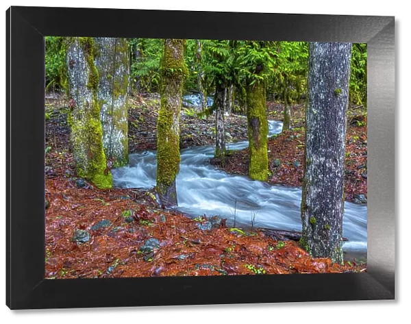 USA, Washington State, Olympic National Park. Skokomish River tributary rushes through forest. Date: 13-01-2021