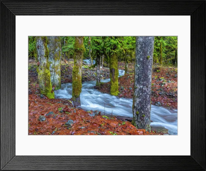 Framed Print : USA, Washington State, Olympic National Park. Skokomish River tributary rushes through forest. Date: 13-01-2021 Framed Print : USA, Washington State, Olympic National Park. Skokomish River tributary rushes through forest. Date: 13-01-2021
