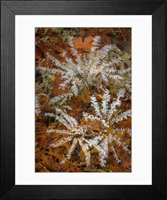 Framed Print : USA, Washington State, Olympic National Park. Maidenhair ferns floating in water. Date: 13-01-2021
