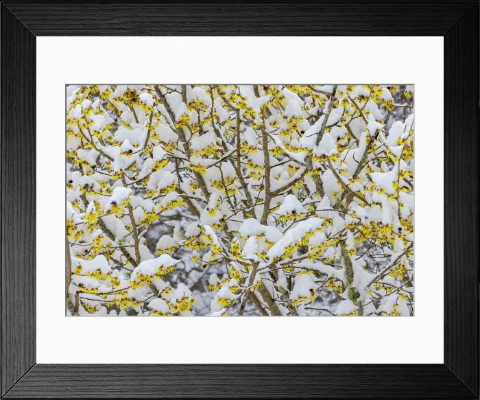 Framed Print : USA, Washington State, Seabeck. Snow on witch hazel tree. Date: 13-02-2021 Framed Print : USA, Washington State, Seabeck. Snow on witch hazel tree. Date: 13-02-2021