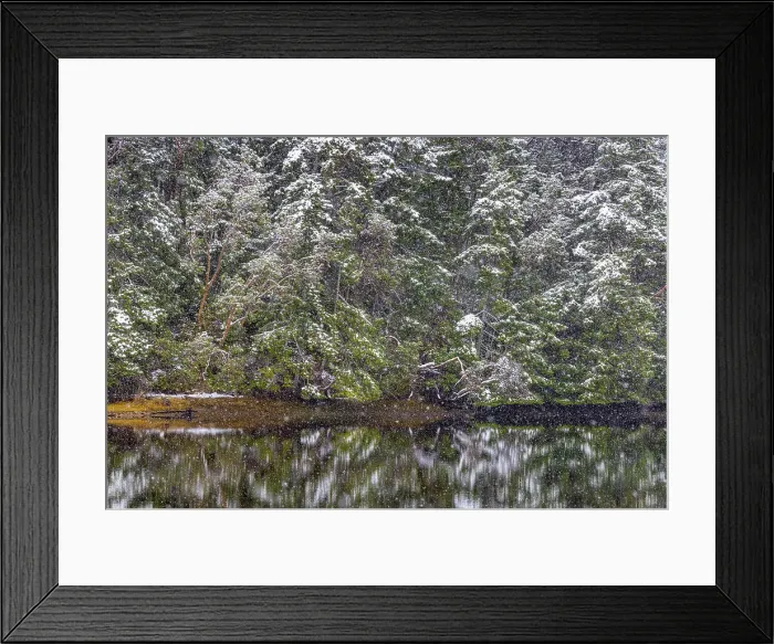 Framed Print : USA, Washington State, Seabeck, Misery Point Preserve. Forest reflections in lagoon. Date: 14-02-2021 Framed Print : USA, Washington State, Seabeck, Misery Point Preserve. Forest reflections in lagoon. Date: 14-02-2021