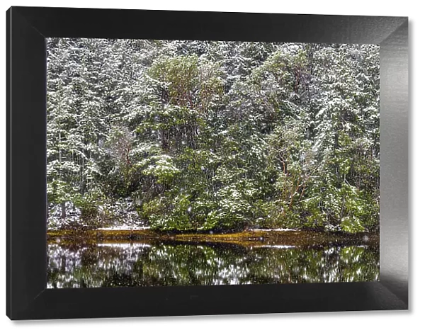 USA, Washington State, Seabeck, Misery Point Preserve. Panoramic of forest reflections in lagoon. Date: 14-02-2021