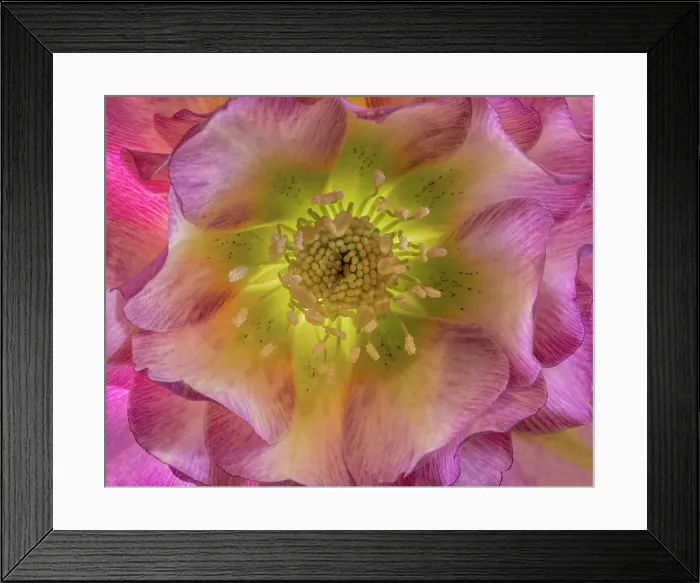 Framed Print : USA, Washington State, Seabeck. Hellebore blossom close-up. Date: 20-02-2021 Framed Print : USA, Washington State, Seabeck. Hellebore blossom close-up. Date: 20-02-2021