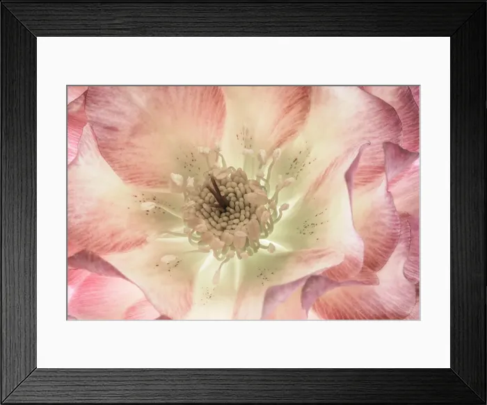 Framed Print : USA, Washington State, Seabeck. Hellebore blossom close-up. Date: 20-02-2021 Framed Print : USA, Washington State, Seabeck. Hellebore blossom close-up. Date: 20-02-2021