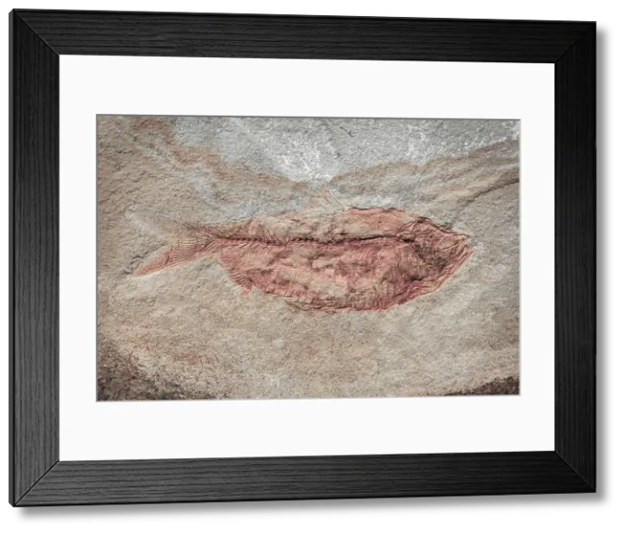 Framed Print : USA, Washington State, Seabeck. Close-up of fish fossil. Date: 27-02-2021 Framed Print : USA, Washington State, Seabeck. Close-up of fish fossil. Date: 27-02-2021