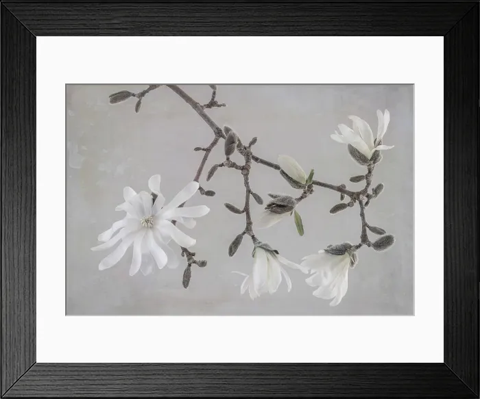 Framed Print : USA, Washington State, Seabeck. Close-up of white magnolia blossoms. Date: 30-03-2021 Framed Print : USA, Washington State, Seabeck. Close-up of white magnolia blossoms. Date: 30-03-2021