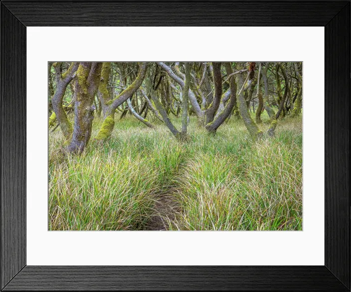 Framed Print : USA, Washington State, Twin Harbors State Park. Shore pine trees and European beachgrass. Date: 21-04-2021