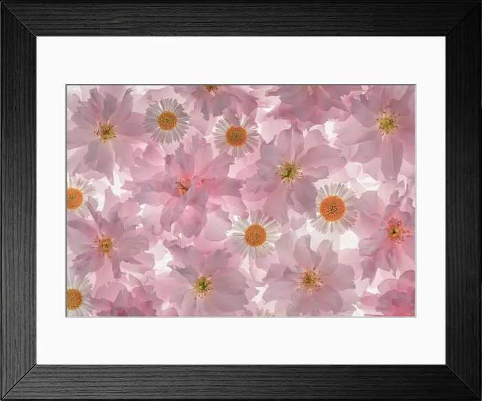 Framed Print : USA, Washington State, Seabeck. Flowering pink cherry blossom and Santa Barbara daisy patterns. Date: 23-04-2021 Framed Print : USA, Washington State, Seabeck. Flowering pink cherry blossom and Santa Barbara daisy patterns. Date: 23-04-2021