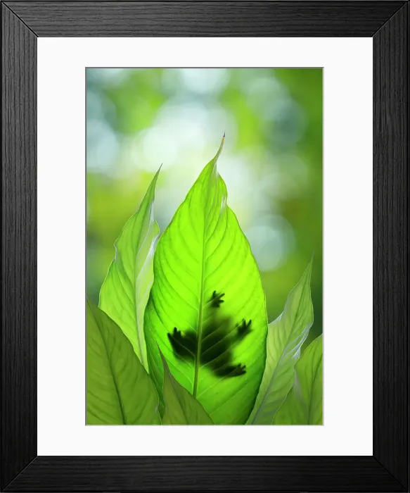 Framed Print : USA, Washington State, Seabeck. Composite of frog on leaf. Date: 26-04-2021 Framed Print : USA, Washington State, Seabeck. Composite of frog on leaf. Date: 26-04-2021
