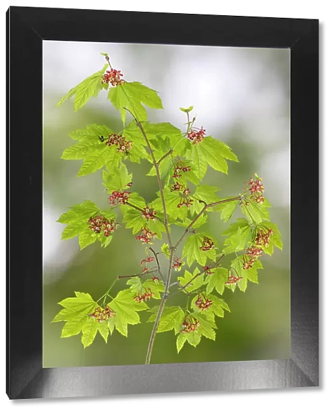 USA, Washington State, Seabeck. Vine maple branch in spring. Date: 30-04-2021