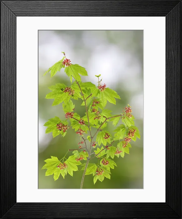 Framed Print : USA, Washington State, Seabeck. Vine maple branch in spring. Date: 30-04-2021 Framed Print : USA, Washington State, Seabeck. Vine maple branch in spring. Date: 30-04-2021