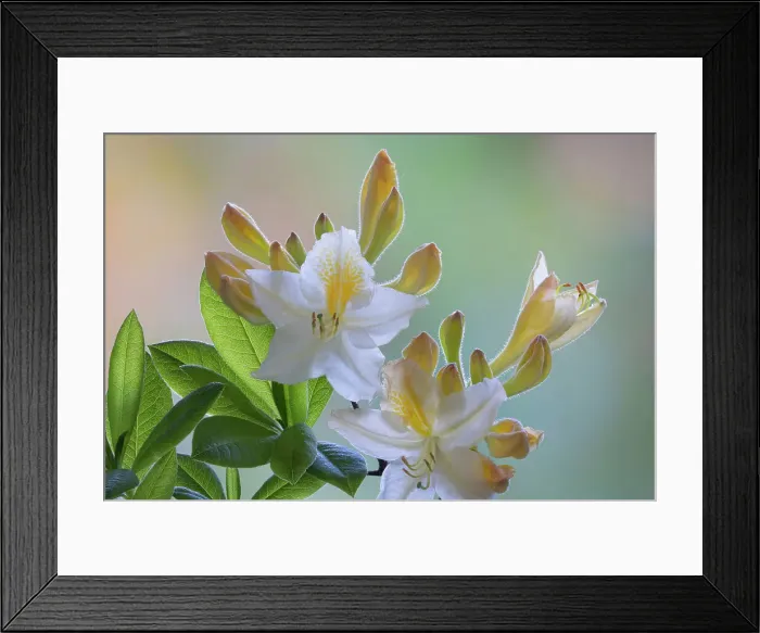 Framed Print : USA, Washington State, Seabeck. White and yellow azalea flowers. Date: 10-05-2021 Framed Print : USA, Washington State, Seabeck. White and yellow azalea flowers. Date: 10-05-2021
