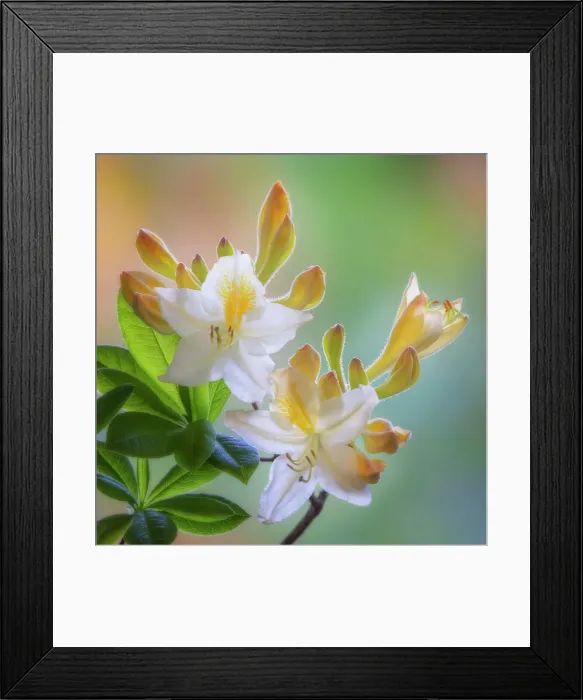 Framed Print : USA, Washington State, Seabeck. White and yellow azalea flowers. Date: 10-05-2021 Framed Print : USA, Washington State, Seabeck. White and yellow azalea flowers. Date: 10-05-2021