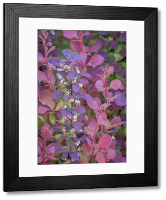 Framed Print : USA, Washington State, Seabeck. Barberry bush leaves and flowers. Date: 16-05-2021 Framed Print : USA, Washington State, Seabeck. Barberry bush leaves and flowers. Date: 16-05-2021