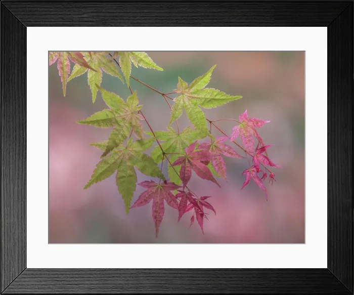 Framed Print : USA, Washington State, Seabeck. Japanese maple branch close-up. Date: 19-05-2021 Framed Print : USA, Washington State, Seabeck. Japanese maple branch close-up. Date: 19-05-2021