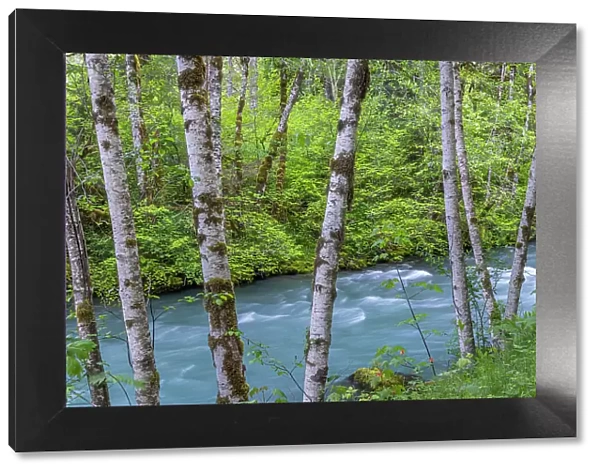 USA, Washington State, Olympic National Forest. Landscape with alder trees and Dosewallips River. Date: 20-05-2021