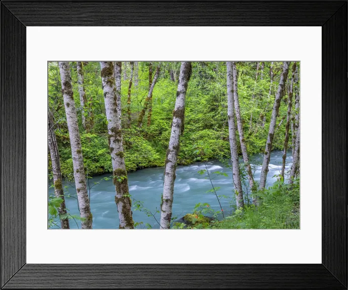Framed Print : USA, Washington State, Olympic National Forest. Landscape with alder trees and Dosewallips River. Date: 20-05-2021 Framed Print : USA, Washington State, Olympic National Forest. Landscape with alder trees and Dosewallips River. Date: 20-05-2021