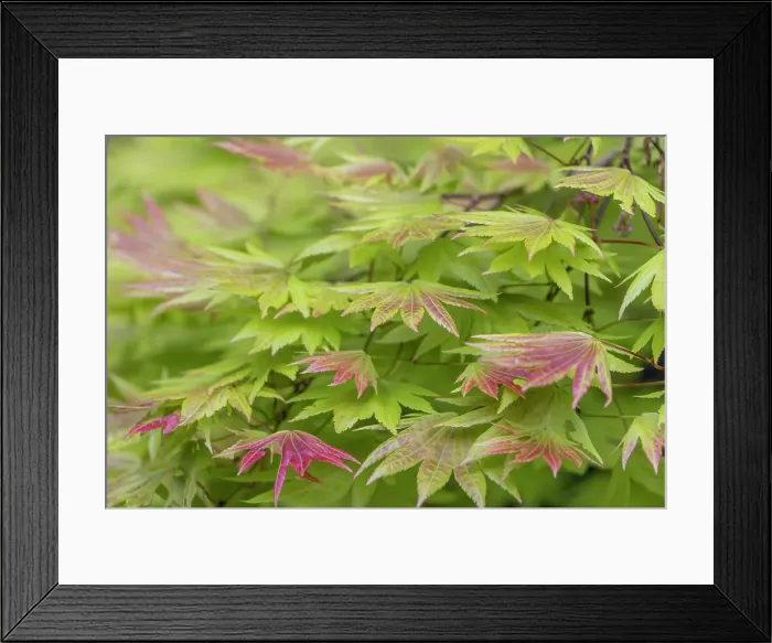 Framed Print : USA, Washington State, Seabeck. Japanese maple tree foliage. Date: 22-05-2021 Framed Print : USA, Washington State, Seabeck. Japanese maple tree foliage. Date: 22-05-2021
