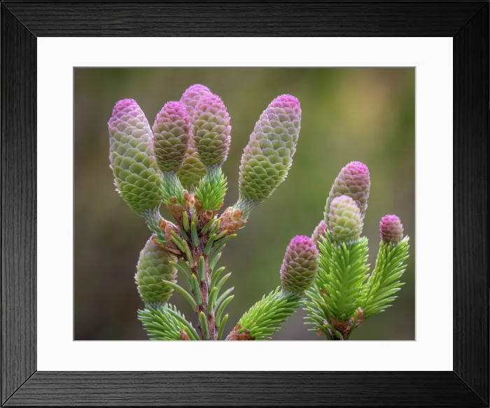 Framed Print : USA, Washington State, Seabeck. Norway spruce cones close-up. Date: 22-05-2021 Framed Print : USA, Washington State, Seabeck. Norway spruce cones close-up. Date: 22-05-2021