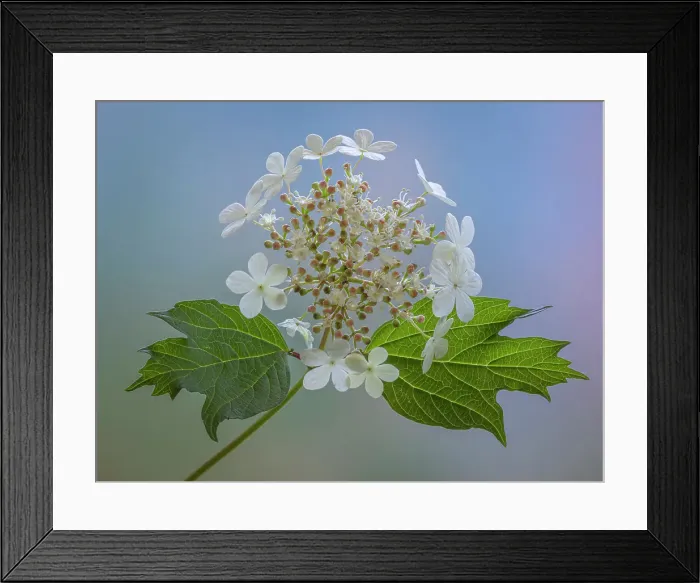 Framed Print : USA, Washington State, Seabeck. Cranberry bush flowers and leaves. Date: 22-05-2021