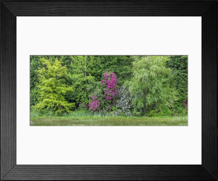 Framed Print : USA, Washington, Seabeck, Guillemot Cove Nature Preserve. Forest panoramic. Date: 24-05-2021