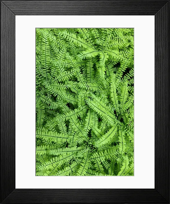 Framed Print : USA, Washington State, Olympic National Forest. Maidenhair ferns close-up. Date: 26-05-2021 Framed Print : USA, Washington State, Olympic National Forest. Maidenhair ferns close-up. Date: 26-05-2021