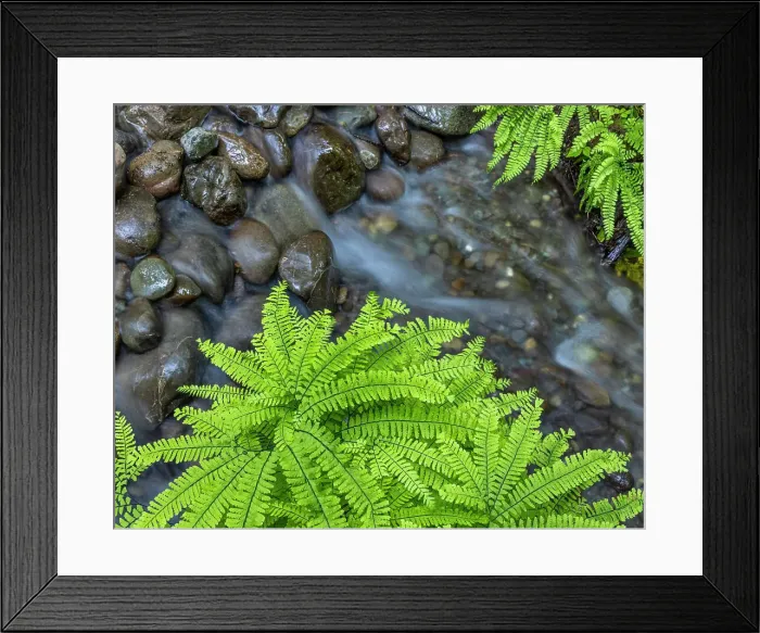 Framed Print : USA, Washington State, Olympic National Forest. Maidenhair ferns and rocky stream. Date: 26-05-2021 Framed Print : USA, Washington State, Olympic National Forest. Maidenhair ferns and rocky stream. Date: 26-05-2021