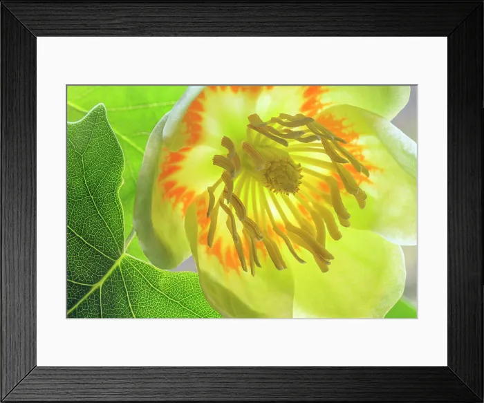 Framed Print : USA, Washington State, Seabeck. Tulip poplar blossom close-up. Date: 01-06-2021 Framed Print : USA, Washington State, Seabeck. Tulip poplar blossom close-up. Date: 01-06-2021