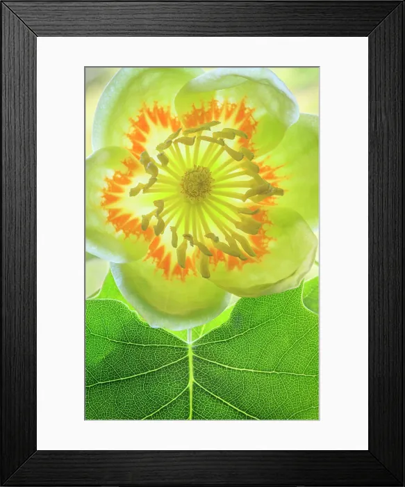 Framed Print : USA, Washington State, Seabeck. Tulip poplar blossom close-up. Date: 01-06-2021