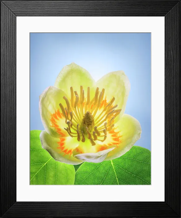 Framed Print : USA, Washington State, Seabeck. Tulip poplar blossom close-up. Date: 01-06-2021 Framed Print : USA, Washington State, Seabeck. Tulip poplar blossom close-up. Date: 01-06-2021