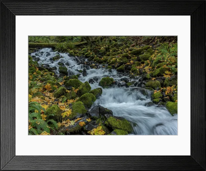 Framed Print : USA, Washington State, Olympic National Park. Creek rapids and forest in autumn. Date: 30-10-2021 Framed Print : USA, Washington State, Olympic National Park. Creek rapids and forest in autumn. Date: 30-10-2021
