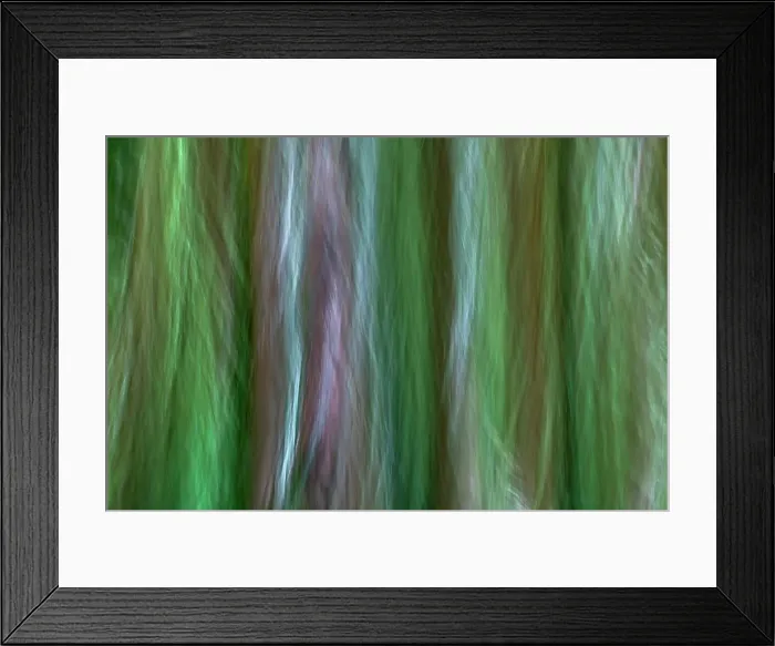 Framed Print : USA, Washington State, Seabeck. Forest fantasy in Guillemot Cove Nature Preserve. Date: 30-04-2019 Framed Print : USA, Washington State, Seabeck. Forest fantasy in Guillemot Cove Nature Preserve. Date: 30-04-2019