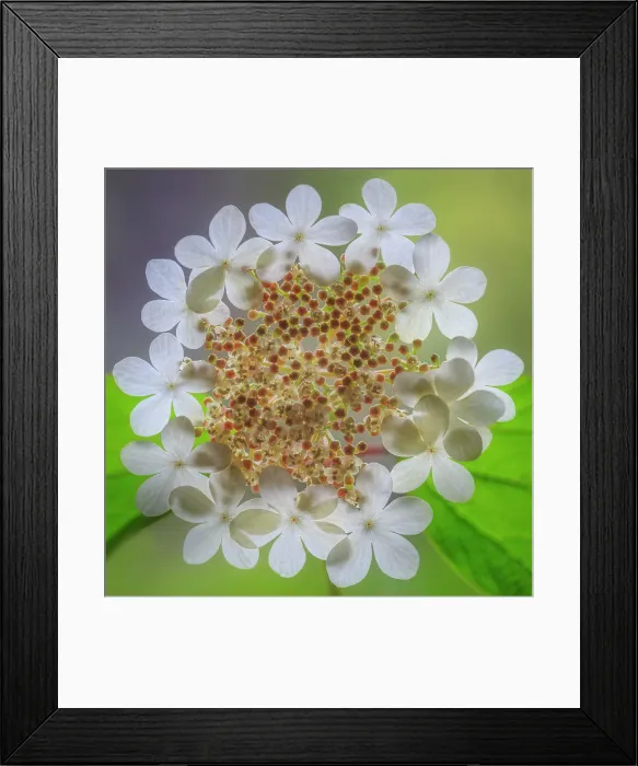 Framed Print : USA, Washington State, Silverdale. Highbush cranberry viburnum flowers close-up. Date: 24-05-2020 Framed Print : USA, Washington State, Silverdale. Highbush cranberry viburnum flowers close-up. Date: 24-05-2020