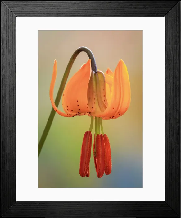 Framed Print : USA, Washington, Dewatto. Tiger lily flower close-up. Date: 24-06-2020 Framed Print : USA, Washington, Dewatto. Tiger lily flower close-up. Date: 24-06-2020