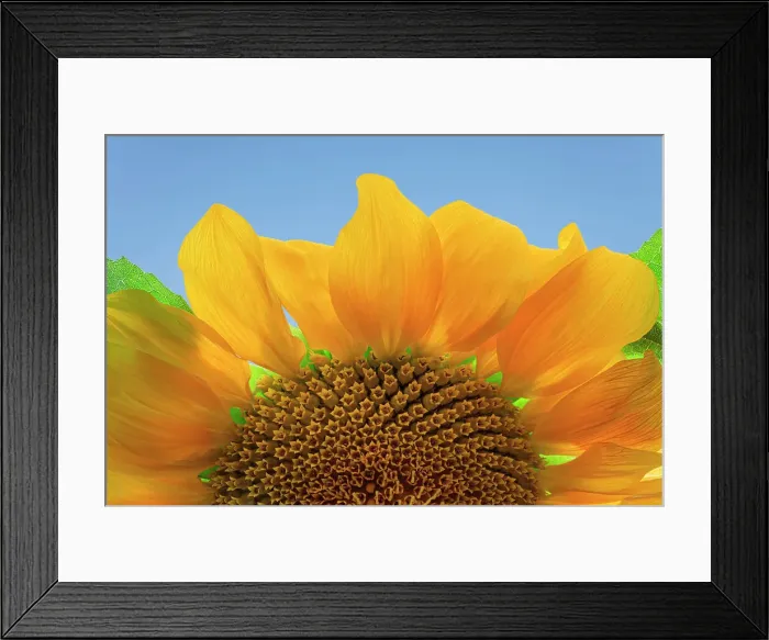 Framed Print : USA, Washington State, Seabeck. Sunflower blossom close-up. Date: 07-09-2020 Framed Print : USA, Washington State, Seabeck. Sunflower blossom close-up. Date: 07-09-2020