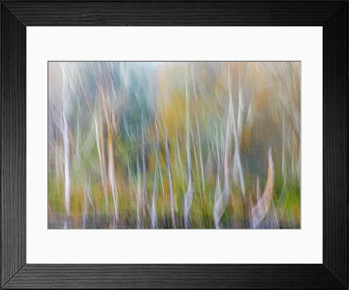 Framed Print : USA, Washington State, Seabeck. Alder forest abstract. Date: 02-11-2020 Framed Print : USA, Washington State, Seabeck. Alder forest abstract. Date: 02-11-2020