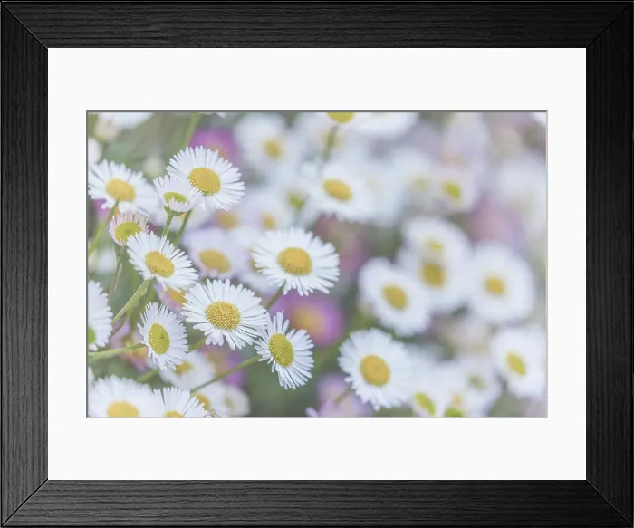 Framed Print : USA, Washington State, Seabeck. Santa Barbara daisies. Date: 16-05-2021 Framed Print : USA, Washington State, Seabeck. Santa Barbara daisies. Date: 16-05-2021