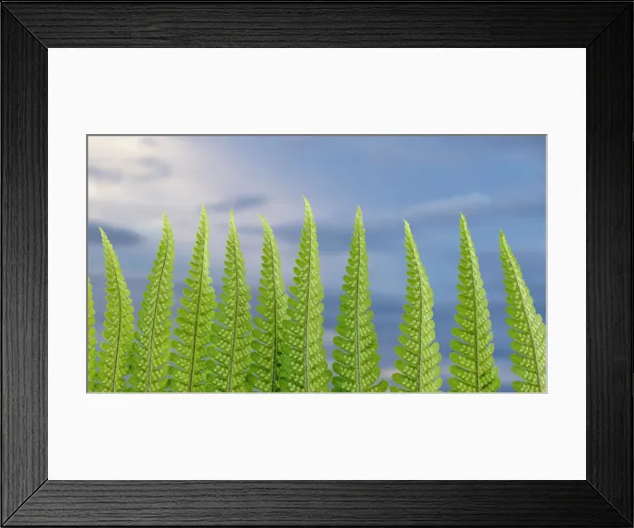 Framed Print : USA, Washington State, Seabeck. Fern forest against sky. Date: 05-06-2021 Framed Print : USA, Washington State, Seabeck. Fern forest against sky. Date: 05-06-2021