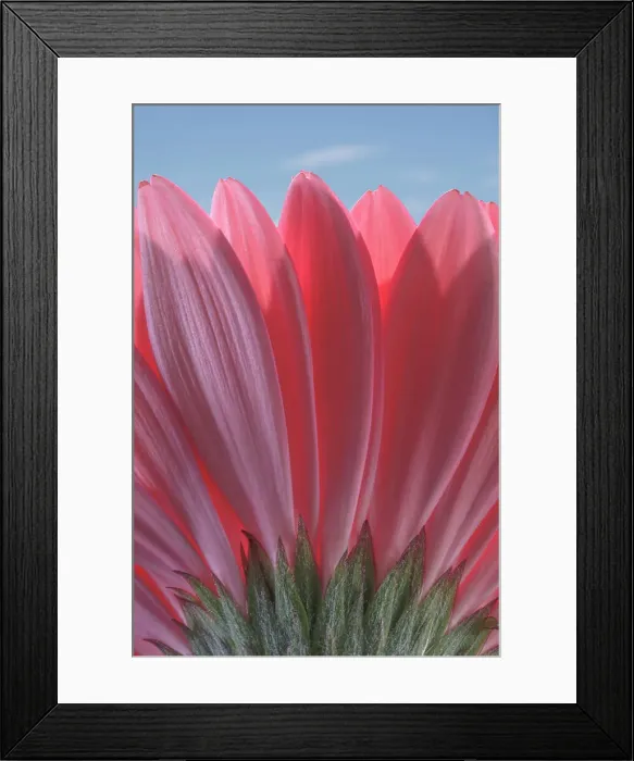 Framed Print : USA, Washington State, Seabeck. Underside close-up of a gerbera daisy. Date: 07-06-2021 Framed Print : USA, Washington State, Seabeck. Underside close-up of a gerbera daisy. Date: 07-06-2021