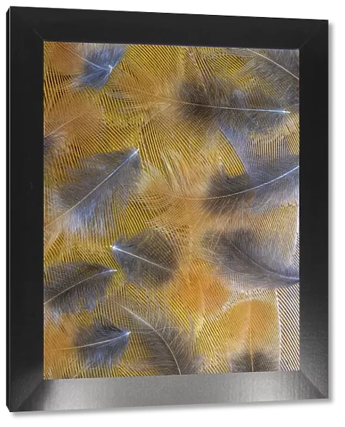 USA, Washington State, Seabeck. Pattern of downy feathers. Date: 28-06-2021