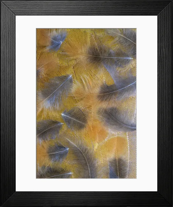 Framed Print : USA, Washington State, Seabeck. Pattern of downy feathers. Date: 28-06-2021 Framed Print : USA, Washington State, Seabeck. Pattern of downy feathers. Date: 28-06-2021