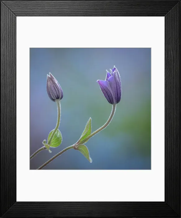 Framed Print : USA, Washington State, Seabeck. Clematis buds close-up. Date: 30-06-2021 Framed Print : USA, Washington State, Seabeck. Clematis buds close-up. Date: 30-06-2021