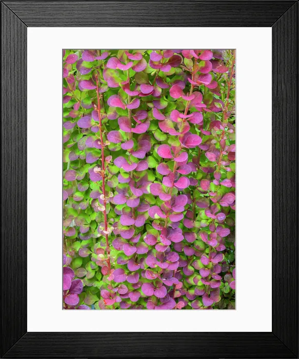 Framed Print : USA, Washington State, Seabeck. Barberry bush foliage. Date: 01-07-2021 Framed Print : USA, Washington State, Seabeck. Barberry bush foliage. Date: 01-07-2021