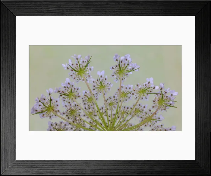 Framed Print : USA, Washington State, Seabeck. Close-up of Queen Anne's lace plant. Date: 21-07-2021 Framed Print : USA, Washington State, Seabeck. Close-up of Queen Anne's lace plant. Date: 21-07-2021
