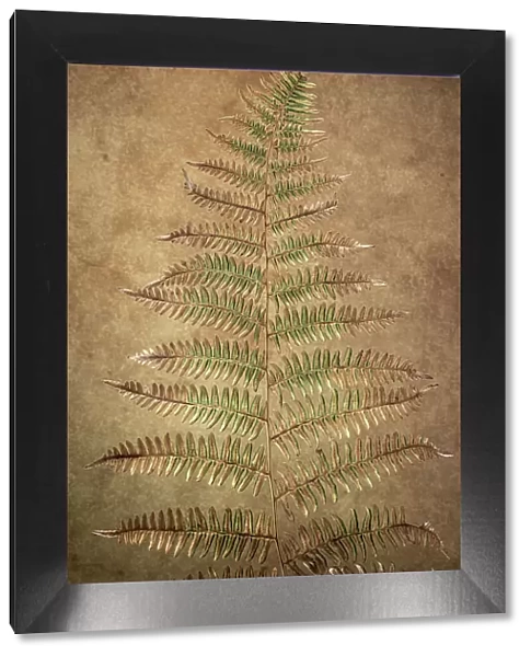 USA, Washington State, Seabeck. Close-up of bracken fern pattern. Date: 21-07-2021