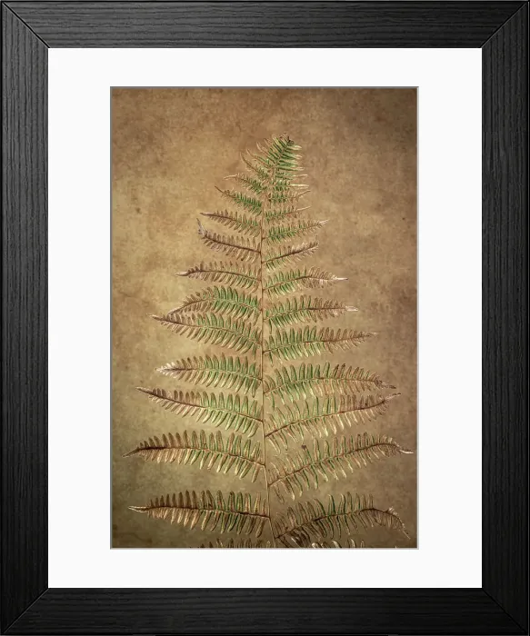 Framed Print : USA, Washington State, Seabeck. Close-up of bracken fern pattern. Date: 21-07-2021 Framed Print : USA, Washington State, Seabeck. Close-up of bracken fern pattern. Date: 21-07-2021